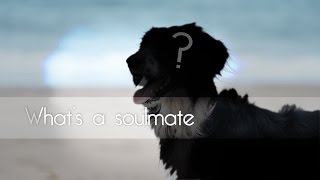 Whats a soulmate [upl. by Rapsag519]