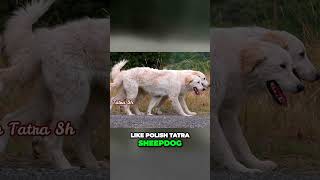 Meet the Maremma Sheepdog  Ancient Livestock Guardian [upl. by Ayal]