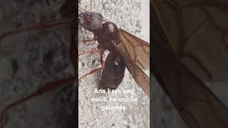 insects ants nature ano kaya ung maliit na nakadikit sa galamay nya [upl. by Ayanaj655]