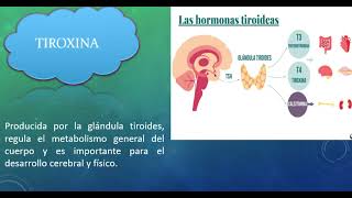 SISTEMA ENDOCRINO [upl. by Ianteen41]