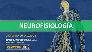 II LA NEURONA electrofisiología y excitabilidad [upl. by Nwahs]