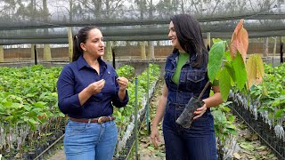 Enxertia técnica de união vegetativa para produtividade e sustentabilidade [upl. by Trebloc]