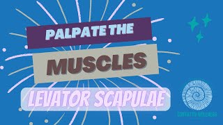 How to Palpate the Levator Scapulae bodywork anatomy muscles [upl. by Ellennoj]