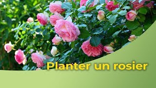 Comment réussir la plantation de votre rosier [upl. by Evered]