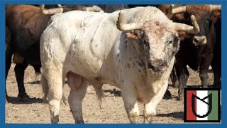 🔴la BRAVURA de los TOROS la GANADERÍA de NUÑEZ del CUVILLO encaste JANDILLA y DOMECQ TorosAlfa [upl. by Maffei]