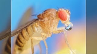 Fruit Flies and the Smell Sense How a Molecules Vibration Can Change Its Smell [upl. by Nylirrehs]