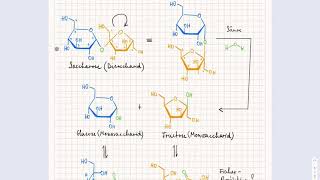 Strukturformel Saccharose [upl. by Divadnoj]
