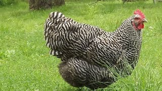 Barred Rock Chickens  Selfreliant Heritage Meat And Eggs [upl. by Mouldon]