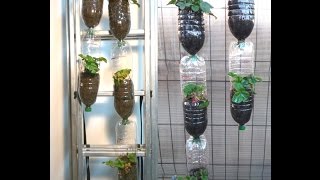 Plantarea si cresterea capsunilor in bidoane PET etajatePlant and grow strawberries in PET bottles [upl. by Allie910]