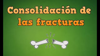 Proceso de consolidación de los huesos o consolidación de las fracturas [upl. by Enidan]