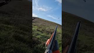 Chukar chukarhunting hunting birdhunting pointer birddog huntingdog hunters hunt chukar [upl. by Zampardi683]