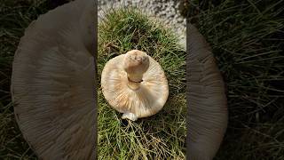 Schwammerl kein Champignon Weißer Egerling auf der Terrasse gefunden [upl. by Suriaj]