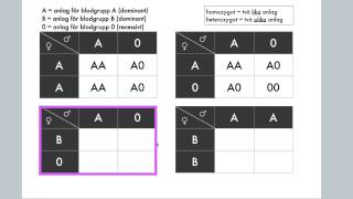 Korsningsschema Anlag för blodgrupper [upl. by Dincolo253]