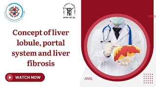 Concept of liver lobule portal system and liver fibrosis [upl. by Cash]