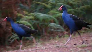 Purple Swamphen watching you  Beautiful birds [upl. by Annod745]