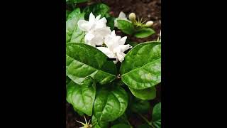 Jasmine Jasminum [upl. by Hawley]