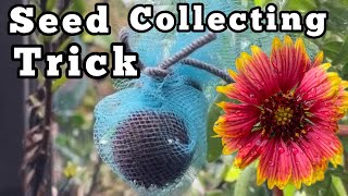 Seed Collecting Knowing What are Good Seeds How to Collect Gaillardia Indian Blanket Flowers [upl. by Litha]