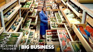 Why 99 Of Smithsonians Specimens Are Hidden In HighSecurity  Big Business  Business Insider [upl. by Okika]