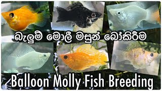 Balloon Molly Fish Breeding  බැලුන් මොලී මසුන් බෝකිරීම [upl. by Myk200]