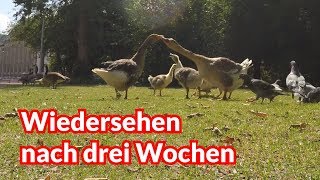 Wiedersehen nach drei Wochen  Tiernotruf 135 [upl. by Klug]