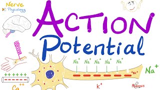 Action Potentials and Contraction in Cardiac Muscle Cells [upl. by Ayram]