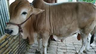 ব্রাহামা ষাড় গরু বিক্রয় বিজ্ঞপ্তি  Brahman cow price in Bangladesh [upl. by Aihsirt839]