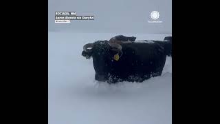 Holy Cow Snow Buries Cows in New Mexico [upl. by Yecam]