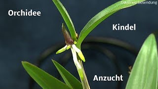 Die Welt der Orchideen Kindel teilen und Pflege der Orchidee [upl. by Adan]