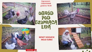 Codzienne życie na wsi  dzisiaj przyjechał kogucik kurki w wolierze [upl. by Holloway]