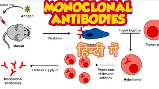 Monoclonal antibodies amp their production in hindi [upl. by Angelika781]