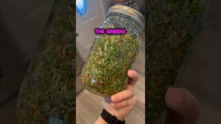 Growing sprouts in a mason jar sprouts sprouting microgreens salad organicfarming [upl. by Harwilll577]