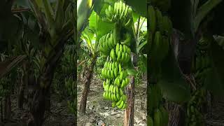 indianagriculture bananafarming to aap log dekh sakte hain hsmare yehan banana farming kaise [upl. by Baoj]