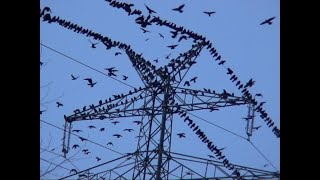 Rabenvögel in Nordwestdeutschland Corvids Ein Video von KLAUS TAUX [upl. by Dibru165]