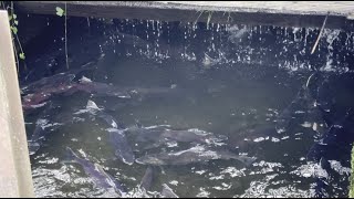 Coho Salmon fishing next to Hatchery [upl. by Arundel]