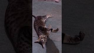 Cat playing shorts cat catlover [upl. by Annaigroeg]