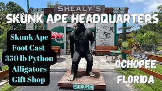 Shealys Skunk Ape Headquarters Museum in Ochopee Florida 2023 skunkape bigfoot [upl. by Halilad]