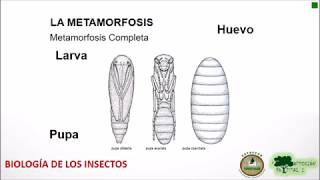 Los Artrópodos  Los insectos y la Biología de los insectos [upl. by Theola]