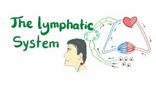 The Lymphatic System All you need to know [upl. by Lupe23]