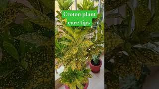 Croton plant care tips  gar gardening tips YouTube shorts nature beautiful [upl. by Aelber]