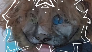 THERIANCAT MASK TUTORIAL ☆ FULL VIDEO ᐠ  ˕ マ [upl. by Atsylak]