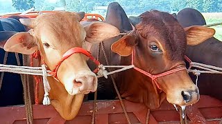 Cow unloading  cow video  cow videos  animal  goruhamba  gorur haat  Ep33 [upl. by Moser]