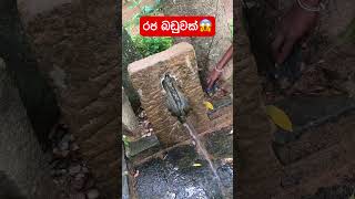 Tope Top 💦 viral srilanka tiktok nature [upl. by Susette]