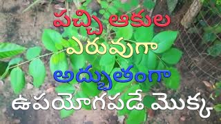 Gliricidia Sepium plantsGreen Manure plantsGiri Pushpaపచ్చి రొట్ట ఎరువు [upl. by Direj836]