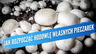 Jak rozpocząć hodowlę własnych pieczarek Uprawa pieczarki How to growing your own mushrooms 19 [upl. by Ramirolg]