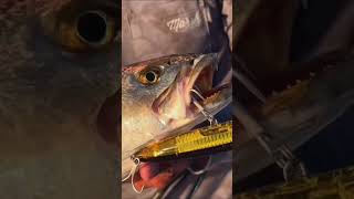 This is why you need a Sniper bullbayrods fishing outdoors sniper inshorefishing redfish [upl. by Ardeha318]