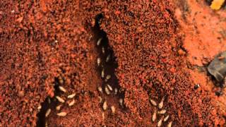 Information on Termites amp Termite Colony [upl. by Hasila]