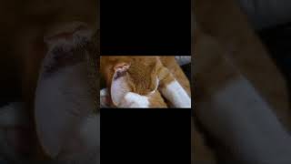 Schnarch🤣🤣🤣 cat funny schnarchen love fyp viralvideo tschigas [upl. by Aztirak]