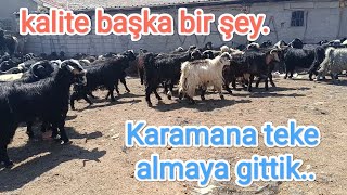 Karamana erkek teke almaya gittik tekeler gerçekten güzel [upl. by Thormora589]