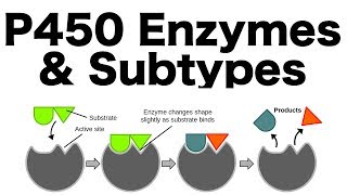 P450 Enzyme System Inducers Inhibitors amp Subtypes [upl. by Jeffery]