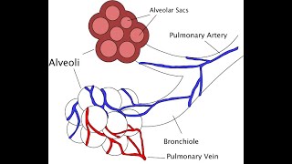 Structure and functions of bronchioles and alveoli explained in UrduHindi [upl. by Phillis]